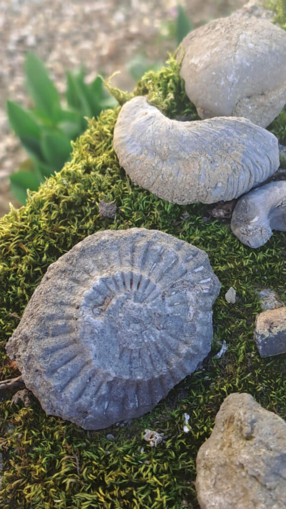 Photographie de fossiles à la Grange aux fossiles de Veilly