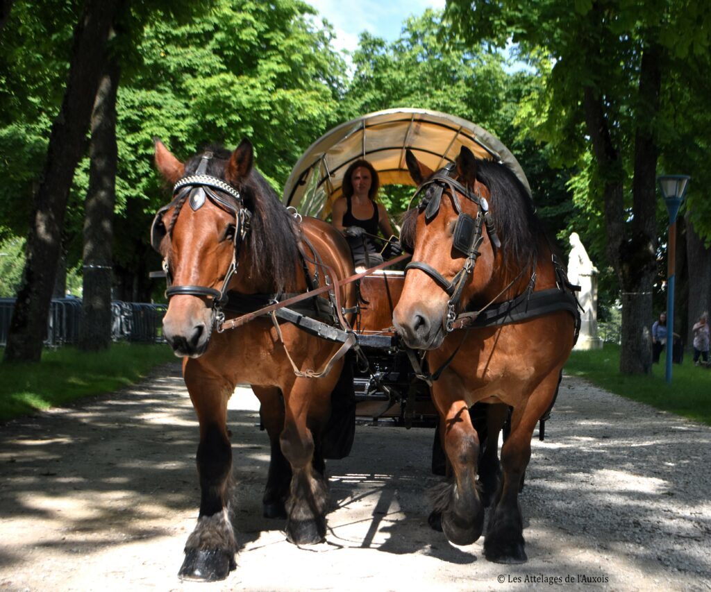 Photographie d'attelage tiré par des chevaux de Trait de l'Auxois
